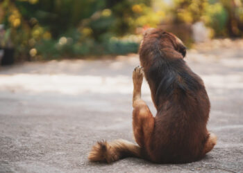 Brown long haired Thai dog was scratching on the cement court.