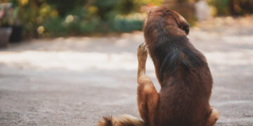 Brown long haired Thai dog was scratching on the cement court.